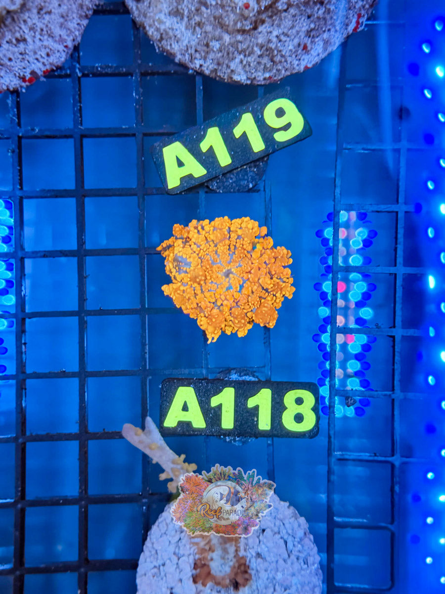 WYSIWYG A118 King Bounce