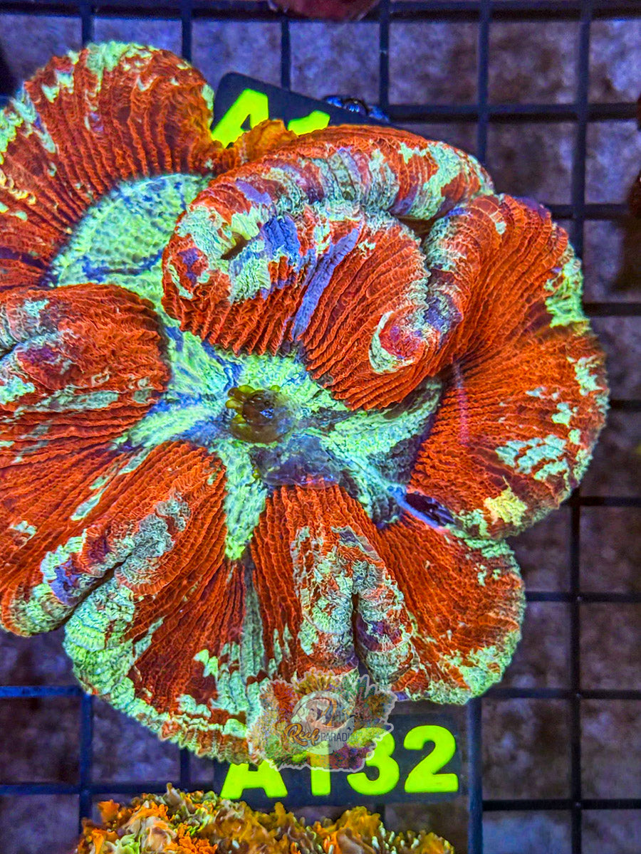 WYSIWYG A132 Rainbow Trachy