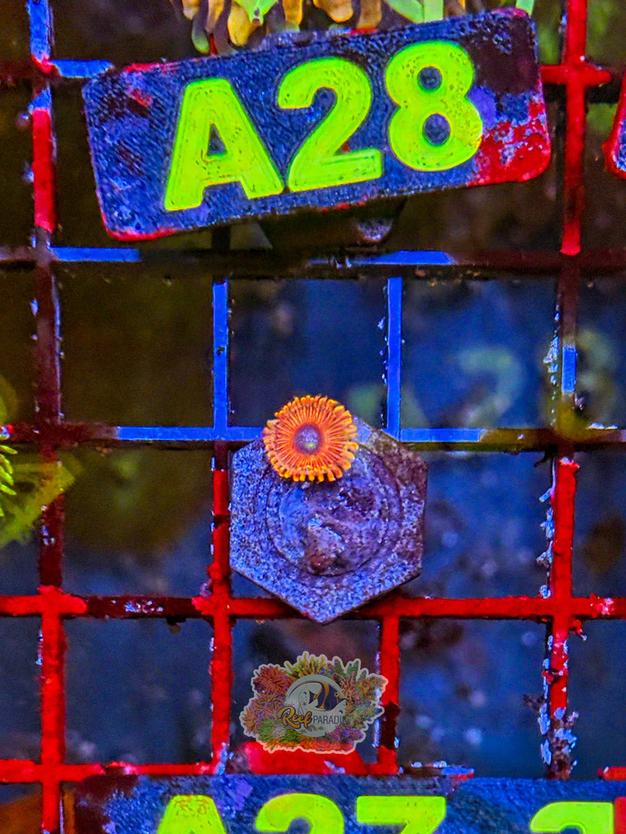WYSIWYG A27 Zoa