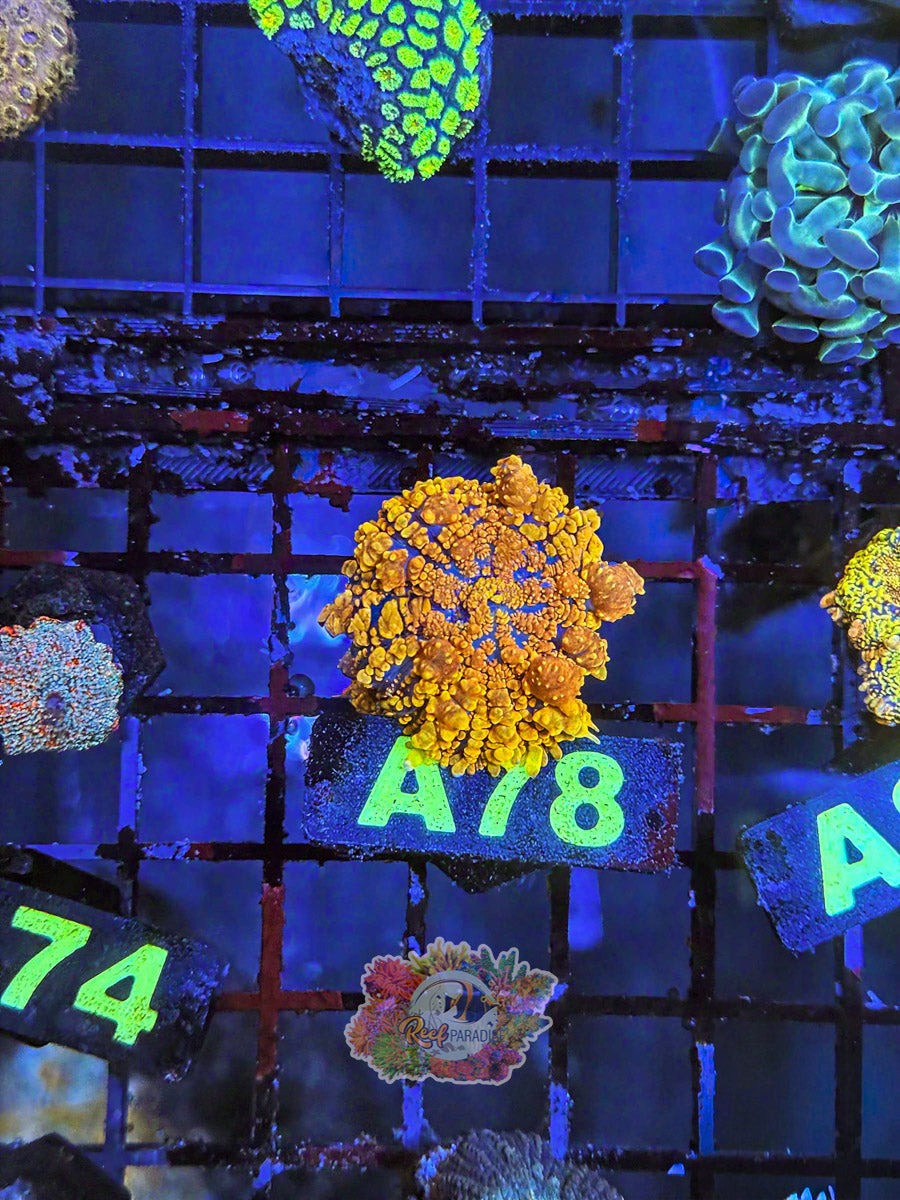 WYSIWYG A78 King Bounce Mushroom