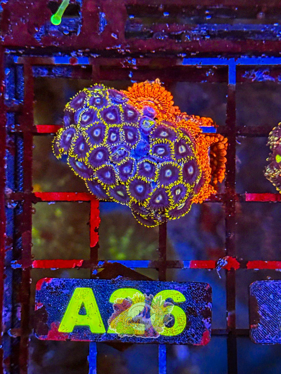 WYSIWYG A26 Zoa