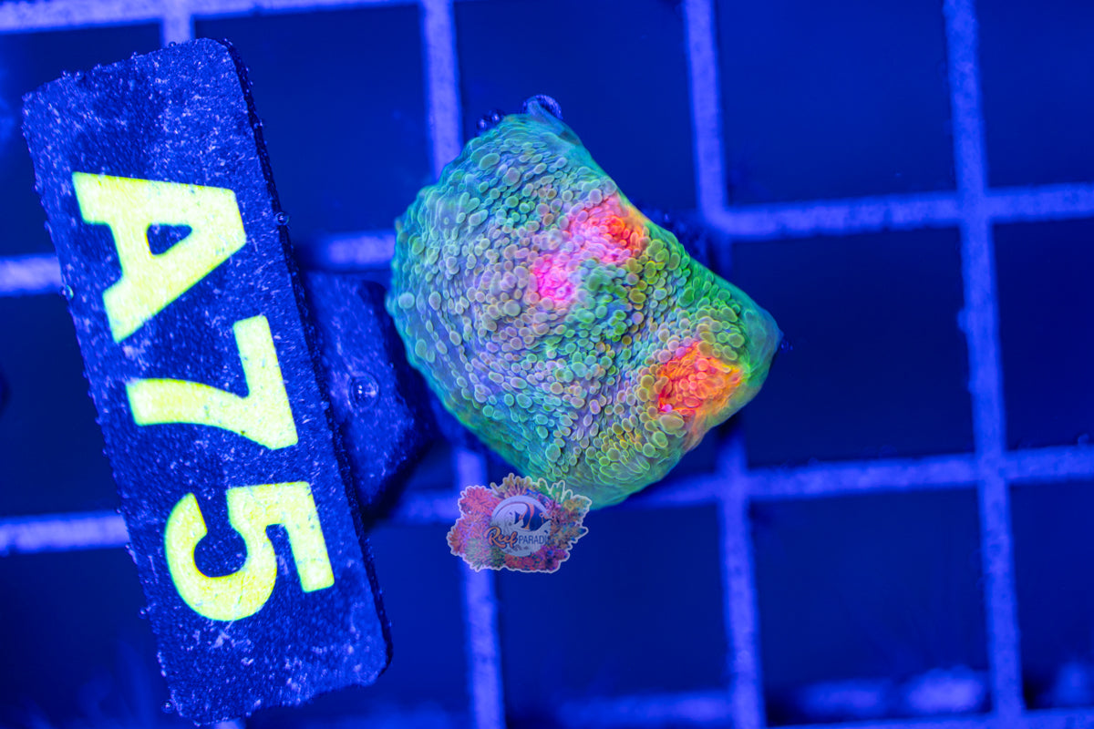 WYSIWYG 75 Rainbow Mummy Eye Chalice