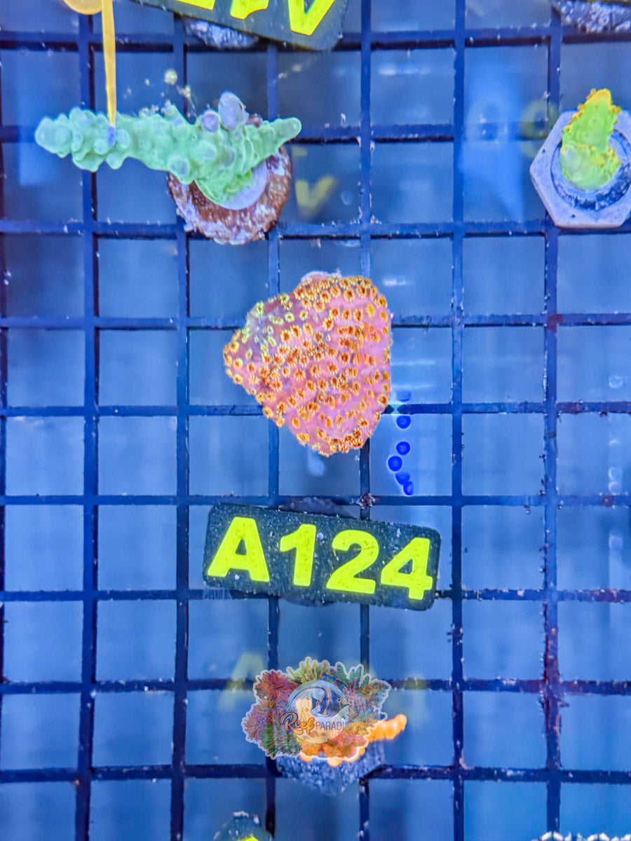 WYSIWYG A124 Skittle bomb cyphastrea