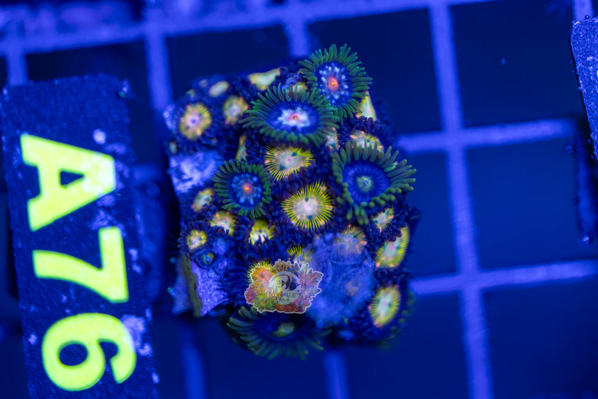 WYSIWYG 76 zoa frag mix