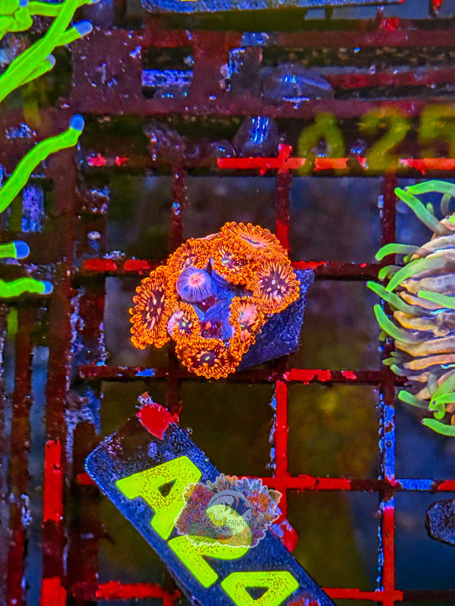 WYSIWYG A24 Utter Chaos Zoa