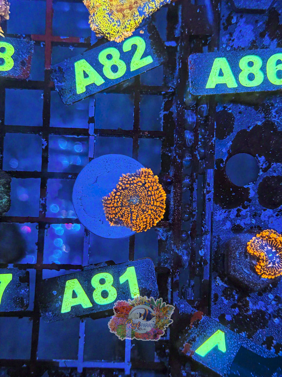 WYSIWYG A81  Ultra Mushroom