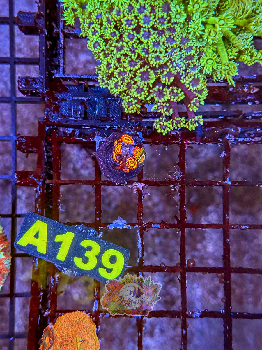 WYSIWYG A139 Zoa Mix