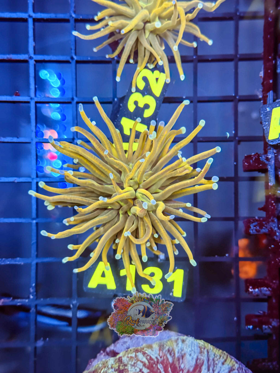 WYSIWYG A131 Rapunzel Torch
