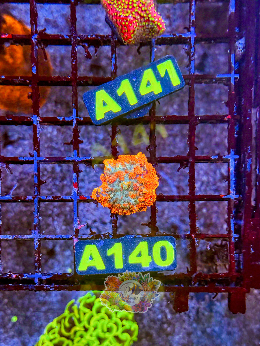 WYSIWYG A140 Ultra Mushroom