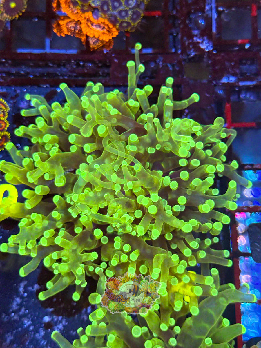 WYSIWYG A94 Ultra Frogspawn