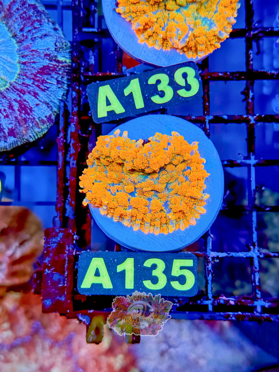 WYSIWYG A135 Tequila Sunrise Mushroom INSANE BRIGHT