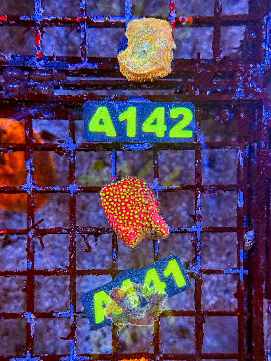 WYSIWYG A141 Electric Daisy
