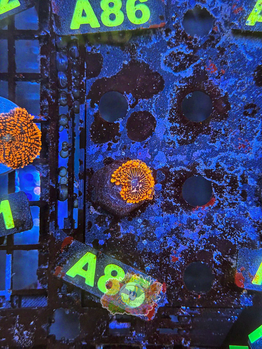 WYSIWYG A85 Utter Chaos Zoa