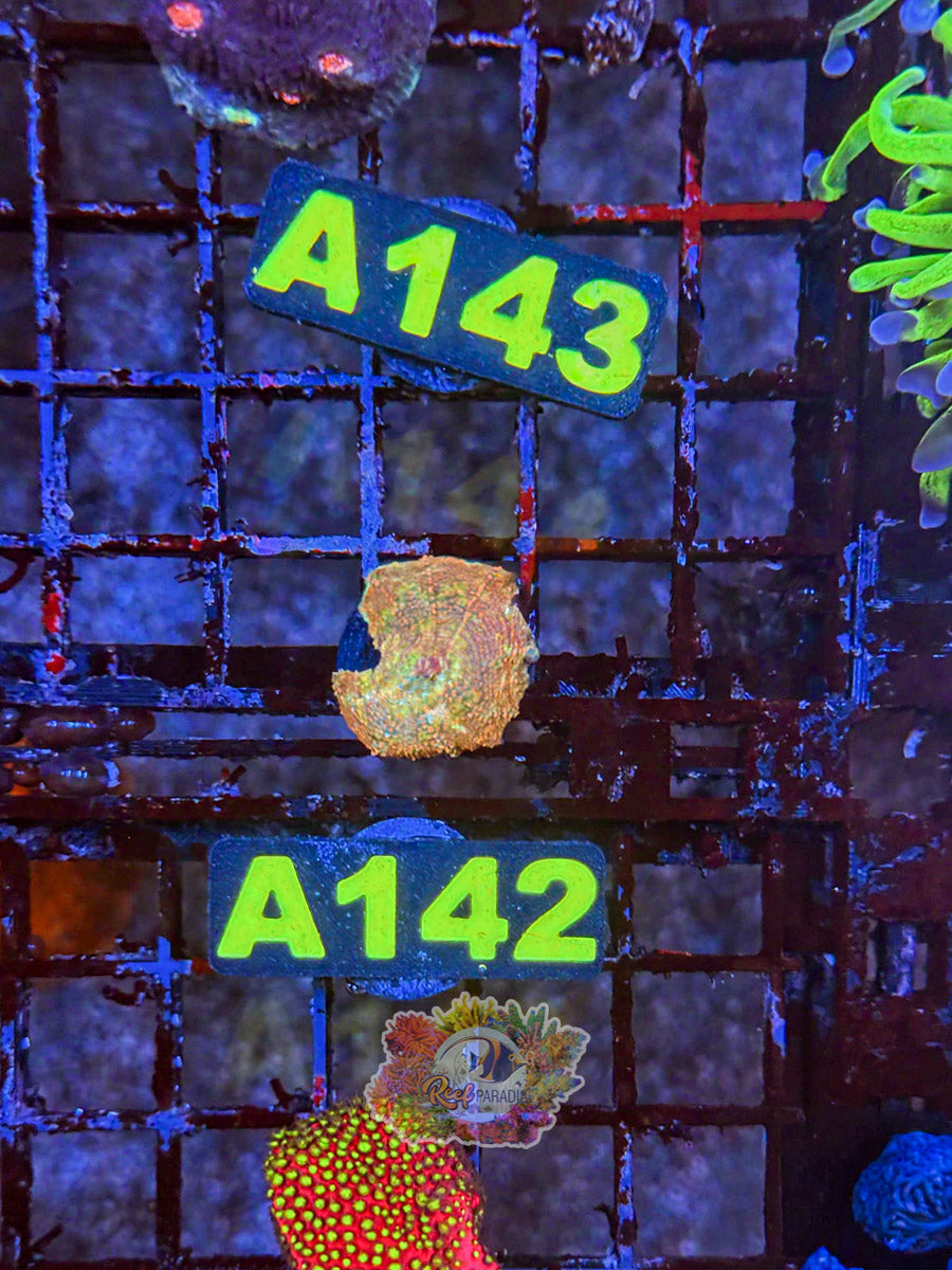 WYSIWYG A142 Rainbow Disco Mushroom