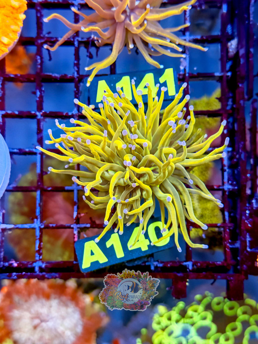 WYSIWYG A140 Rapunzel Torch