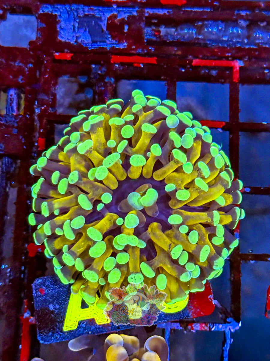 WYSIWYG A16 Kryptonite Hammer