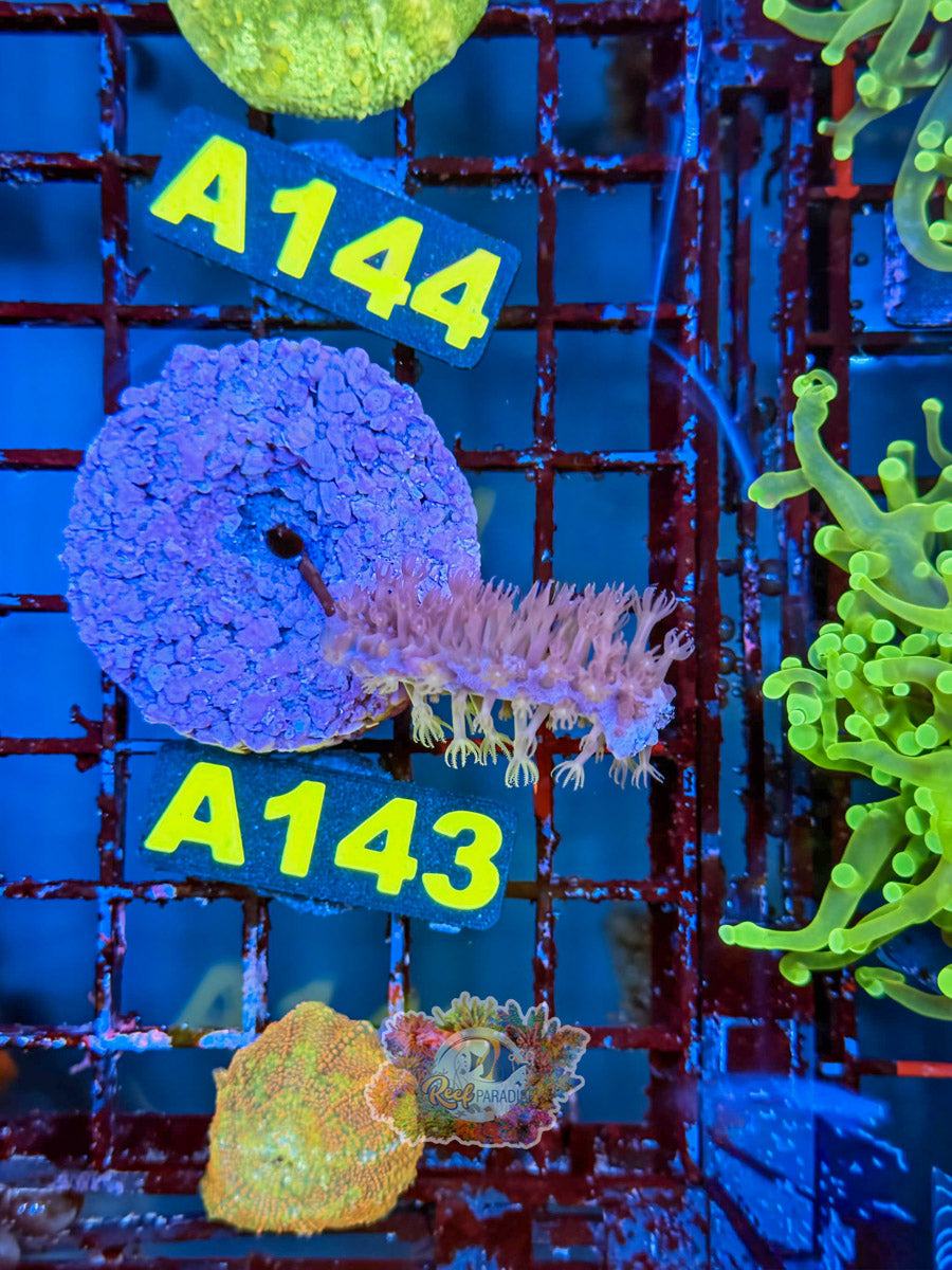 WYSIWYG A143 Photosynthetic Gorgonian