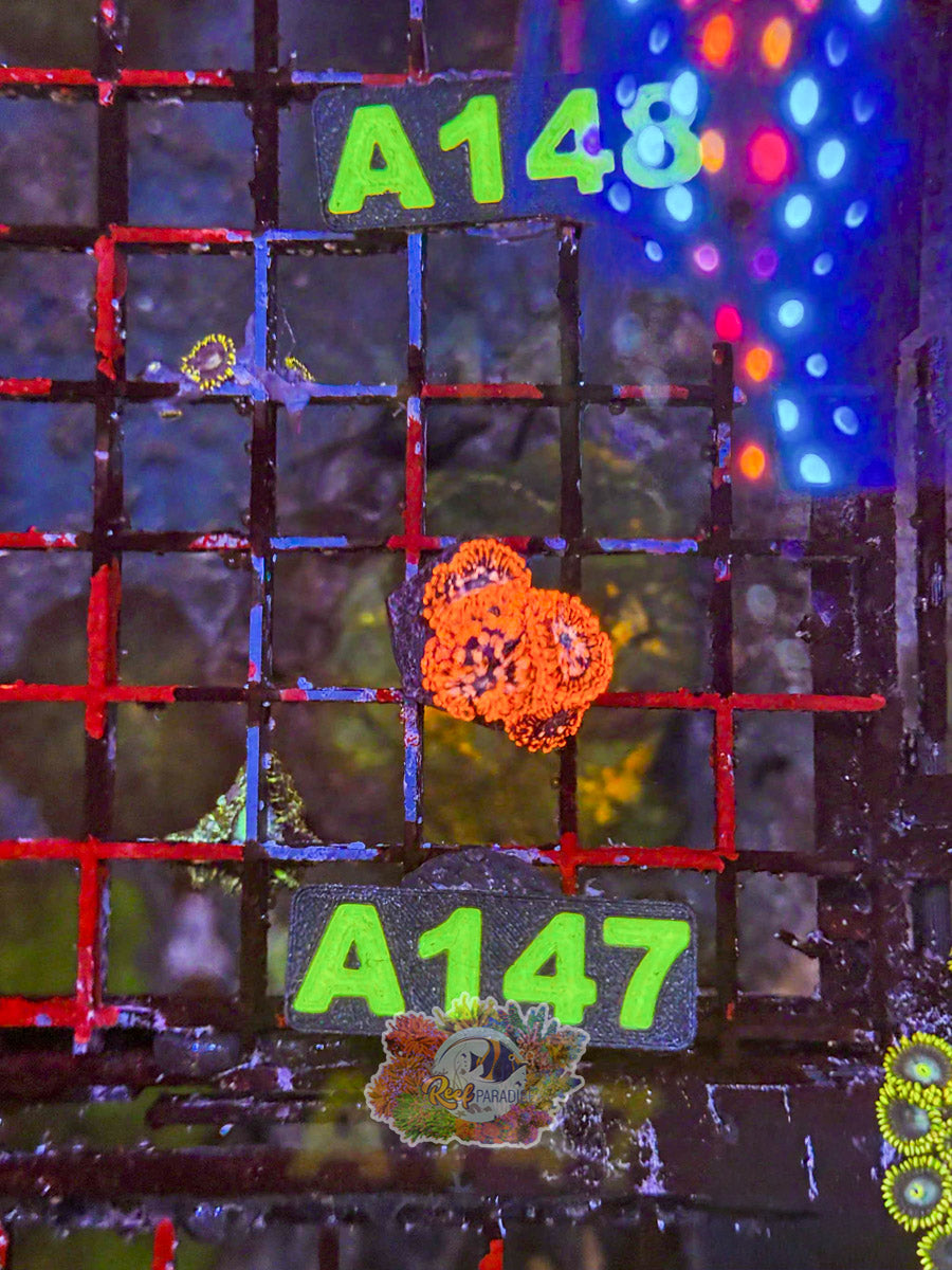 WYSIWYG A147 Utter Chaos Zoa