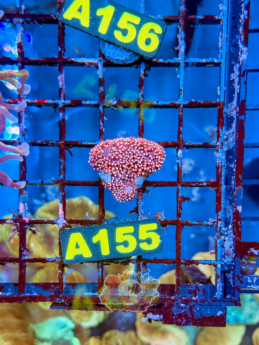 WYSIWYG A155 Hot Pink Stylocoeniella