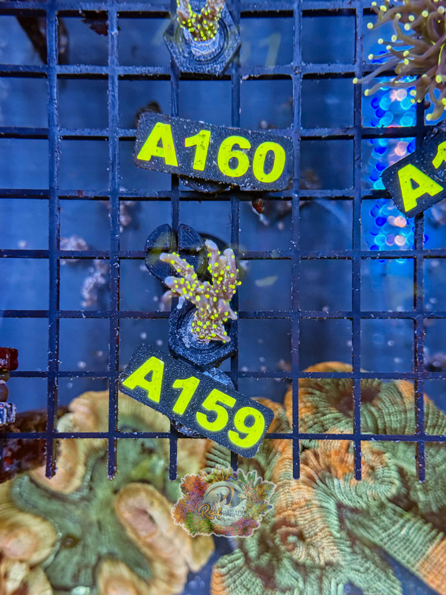 WYSIWYG A159 Star Wars Montipora