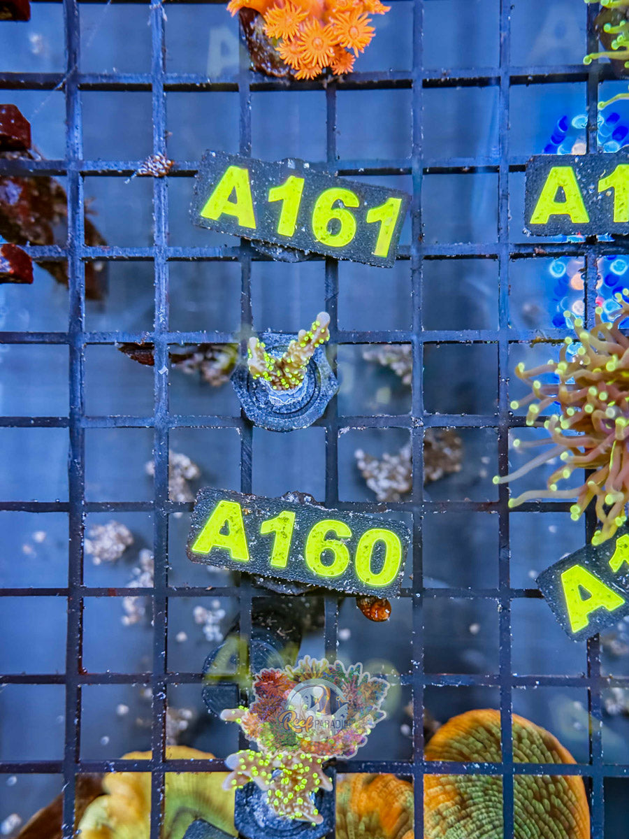 WYSIWYG A160  Star Wars Montipora
