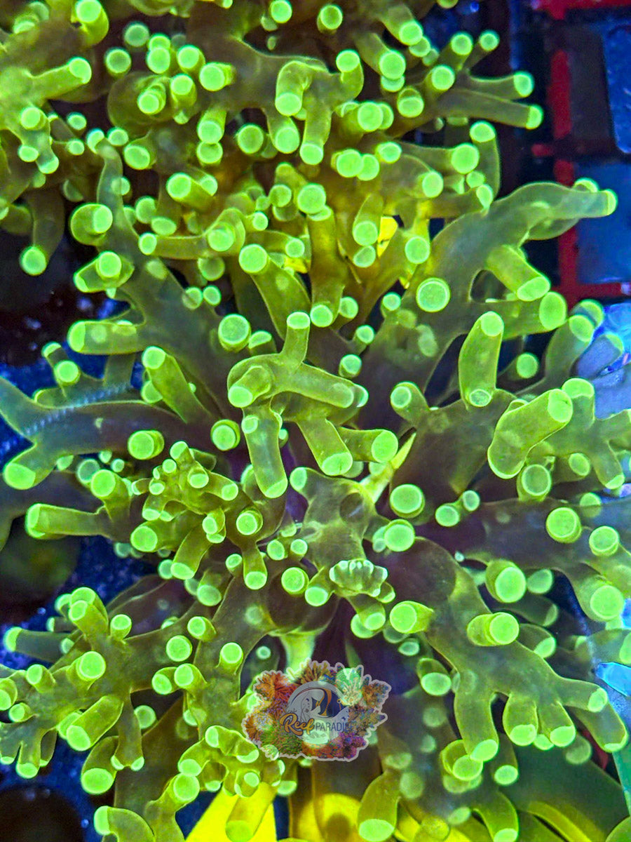 WYSIWYG A93 Ultra Frogspawn