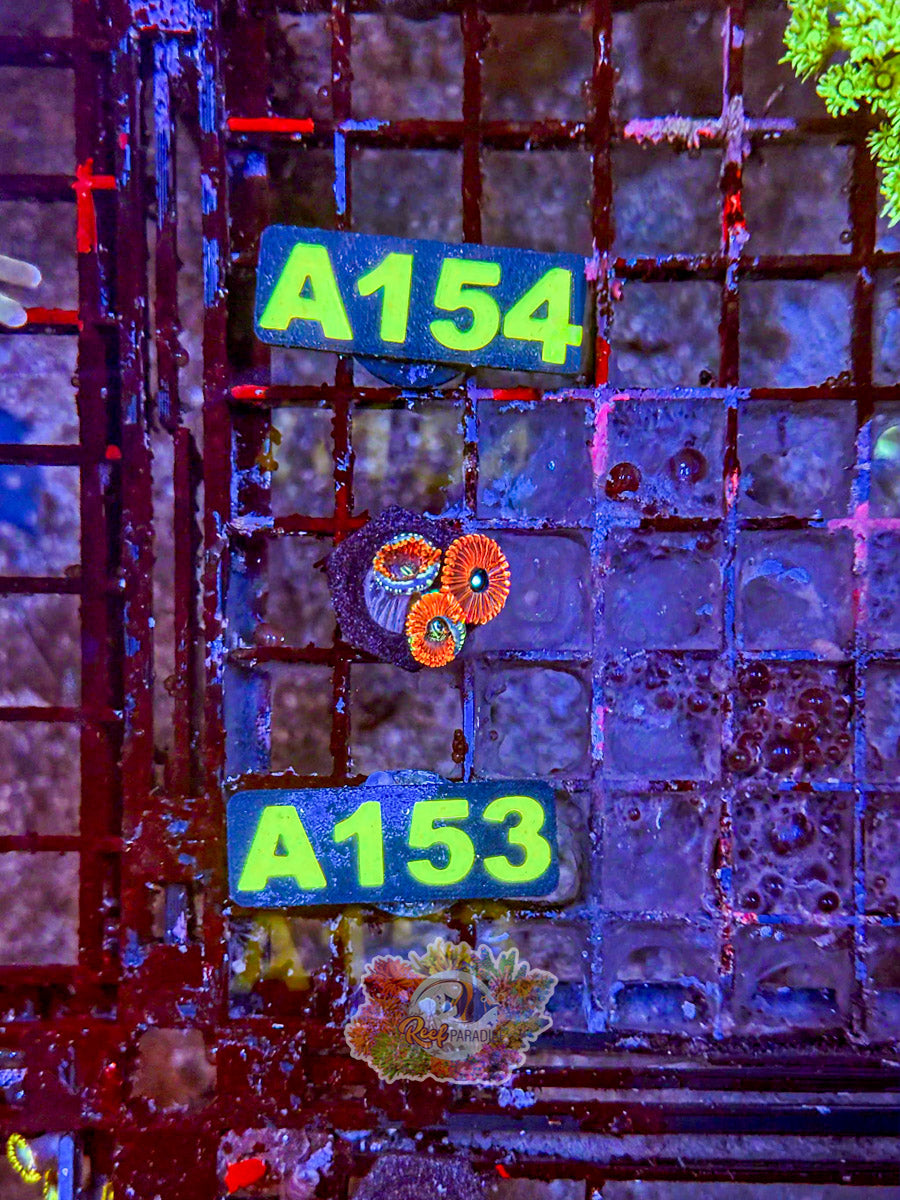 WYSIWYG A153 Zoa