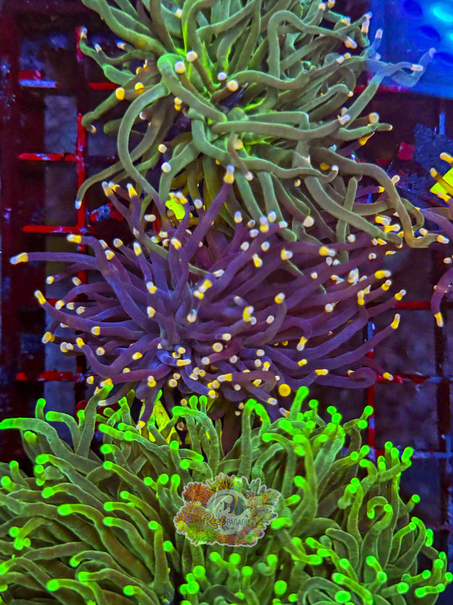 WYSIWYG A2 Yellow Tip Joker Torch