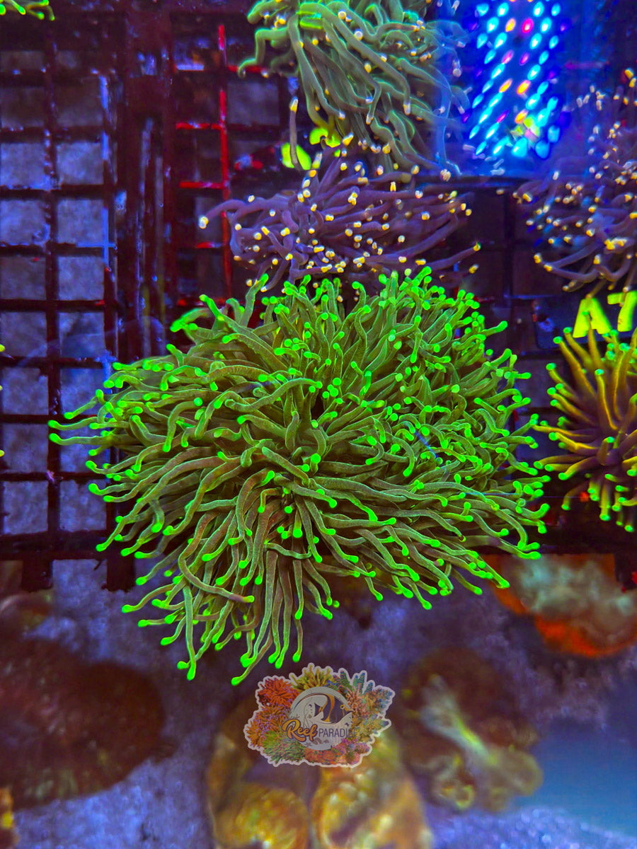 WYSIWYG A1 Neon Tip Torch
