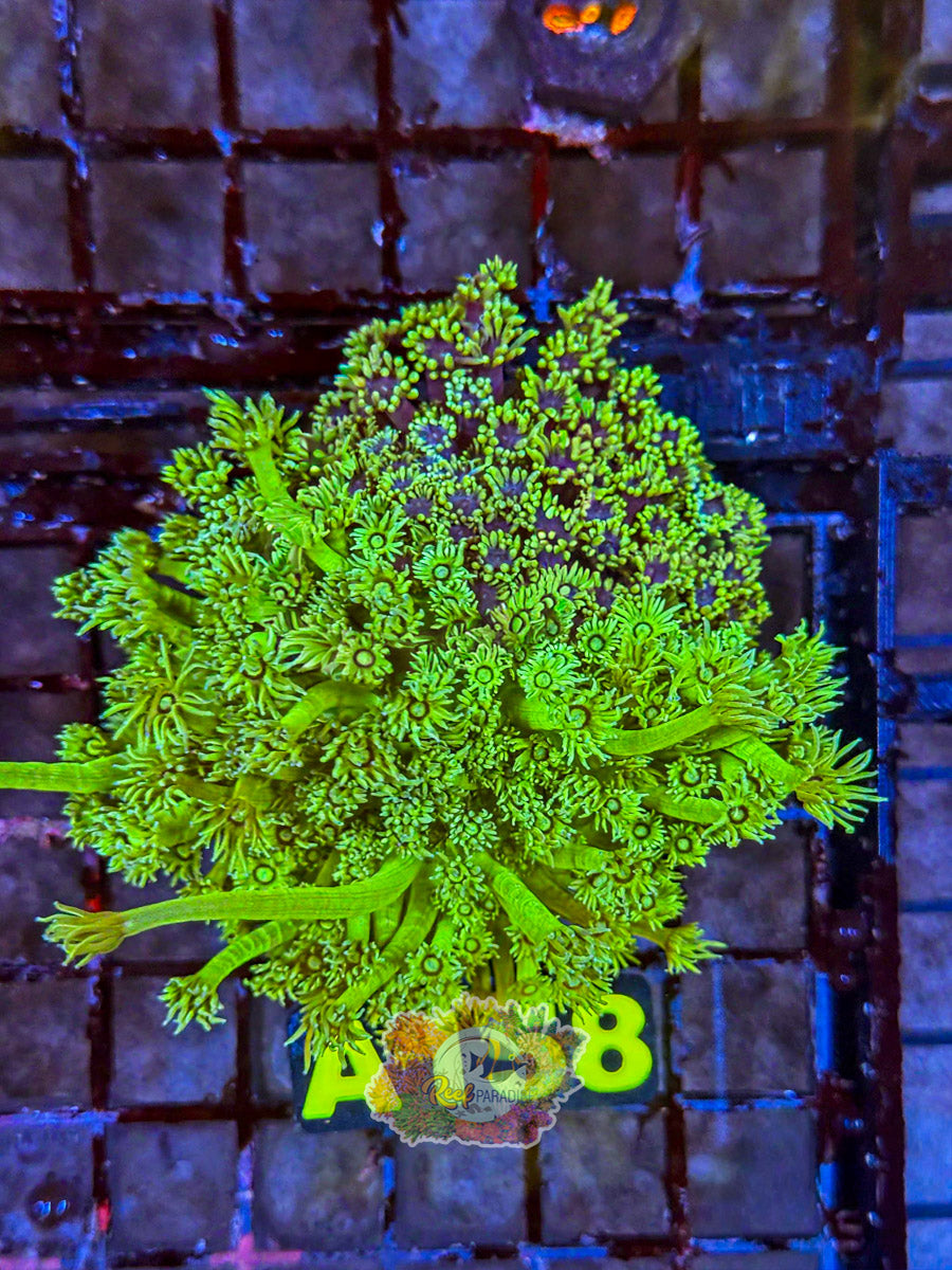 WYSIWYG A158 Goni Combo Colonies