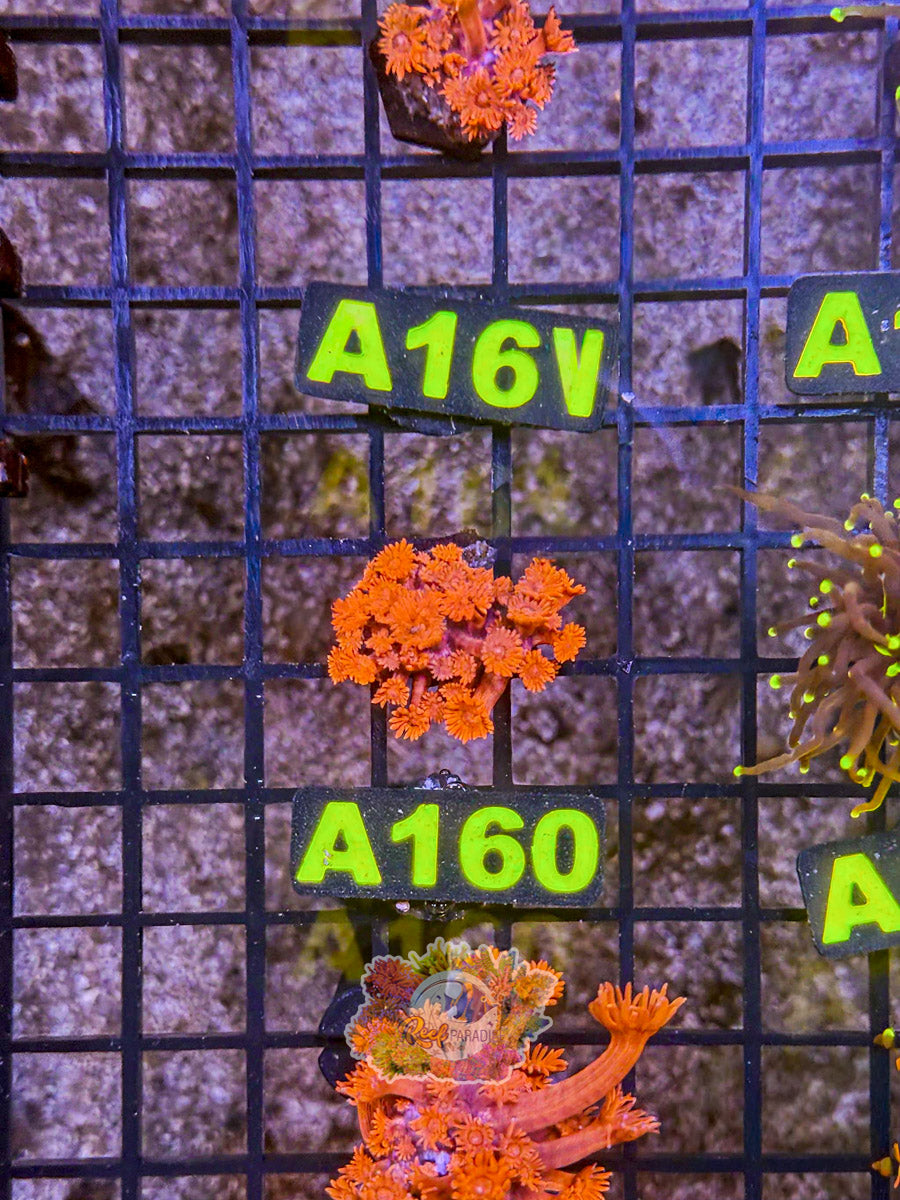 WYSIWYG A160  Ultra Red Goni