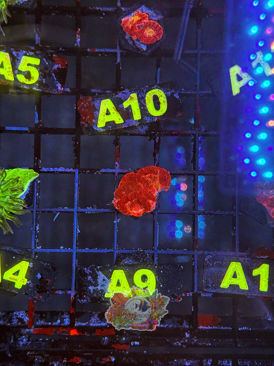 WYSIWYG A9 Ultra Acan