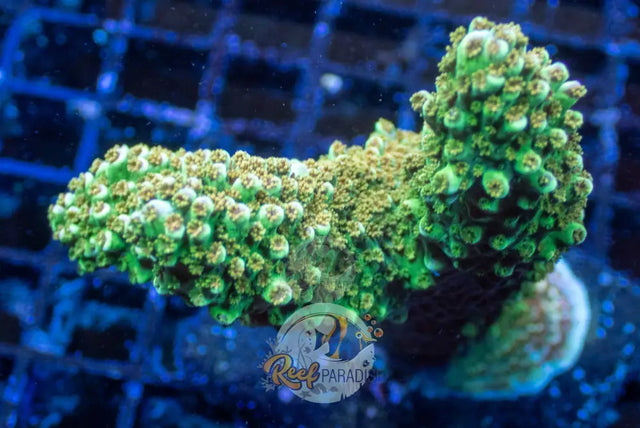 Acropora Abrotanoides