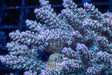 Acropora Selago