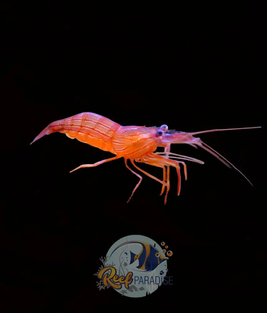 Aiptasia Eating Peppermint Shrimp