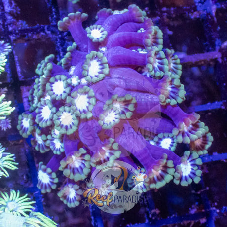 Alveopora Frag