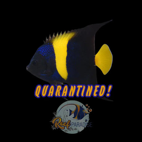 Asfur Angelfish Large Adult