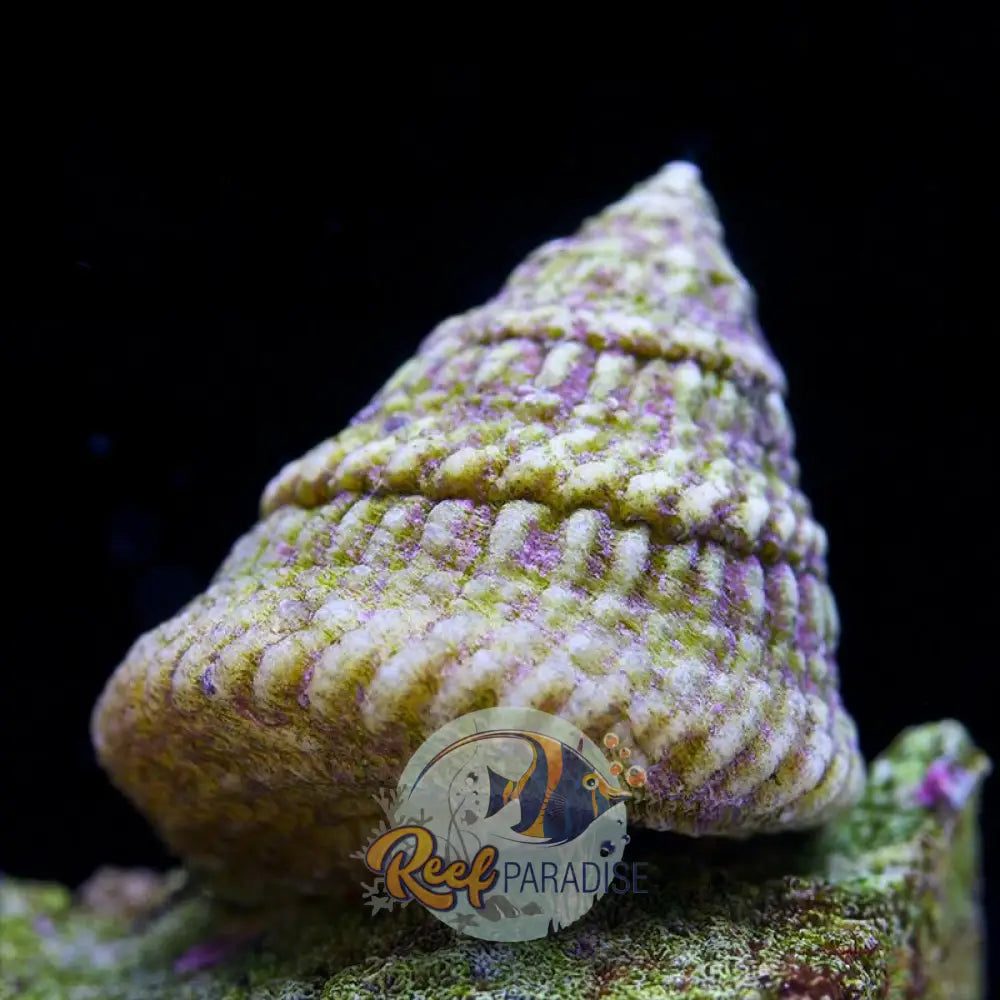 Astrea Snail