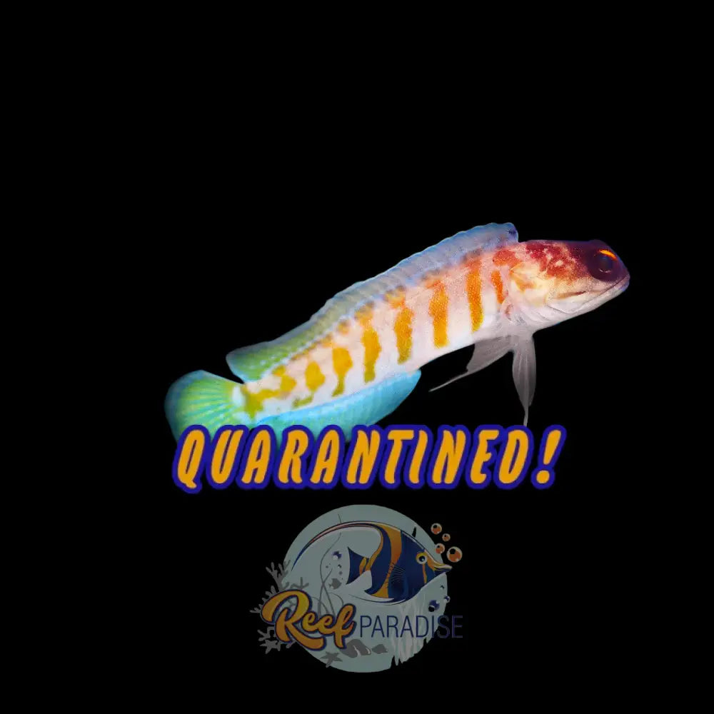 Bali Jawfish
