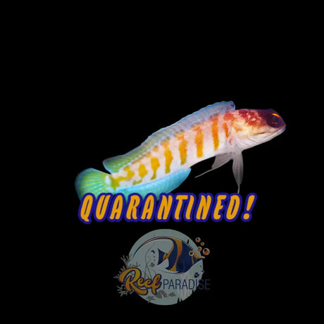 Bali Jawfish