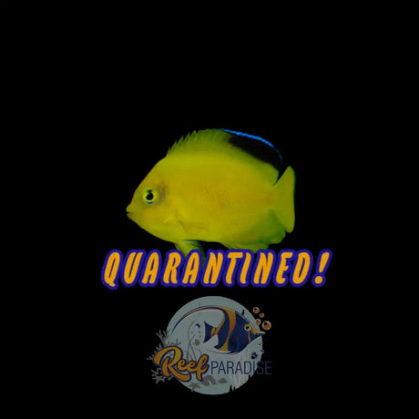 Bannerfin Angel Fiji