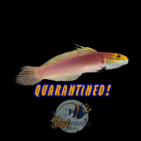 Bella Sand Goby