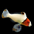 Bi Colour Parrotfish Juv