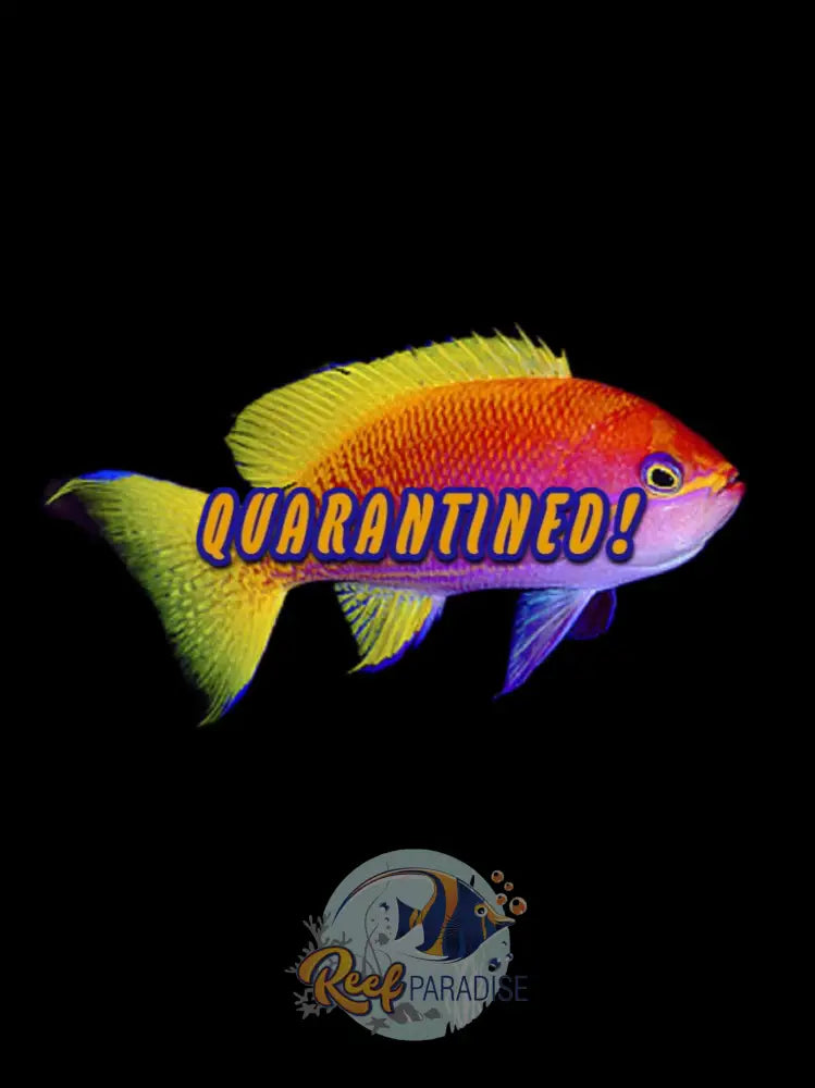 Bimac Anthias Female