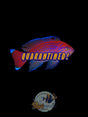 Bimac Anthias Male