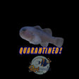 Black Clown Goby