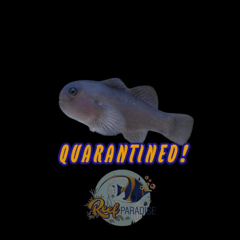 Black Clown Goby