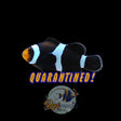 Black Clownfish