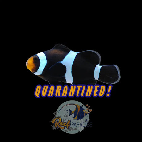 Black Clownfish
