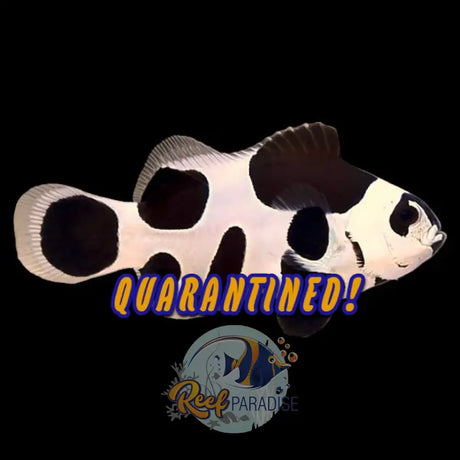 Black Storm Clownfish